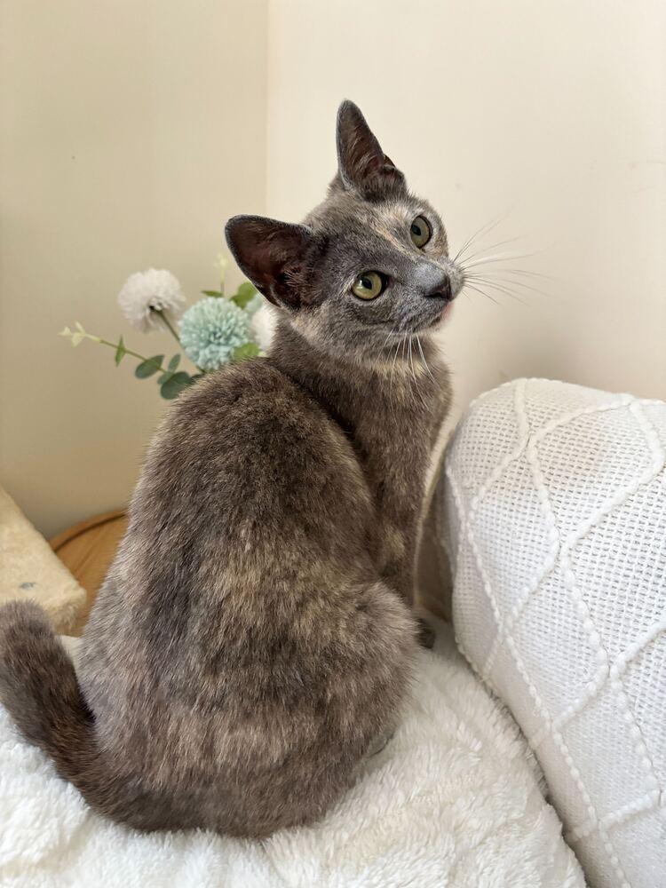 Enlarge Emory, a Adoptable mixed breed in New York, NY image 3/6