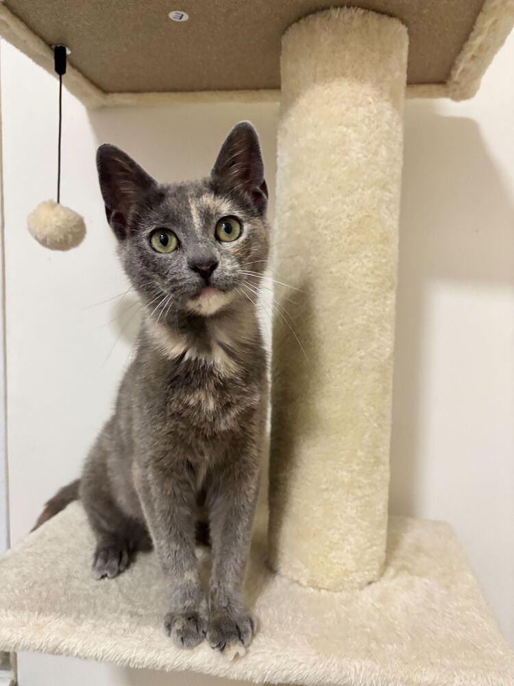 Enlarge Emory, a Adoptable mixed breed in New York, NY image 4/6