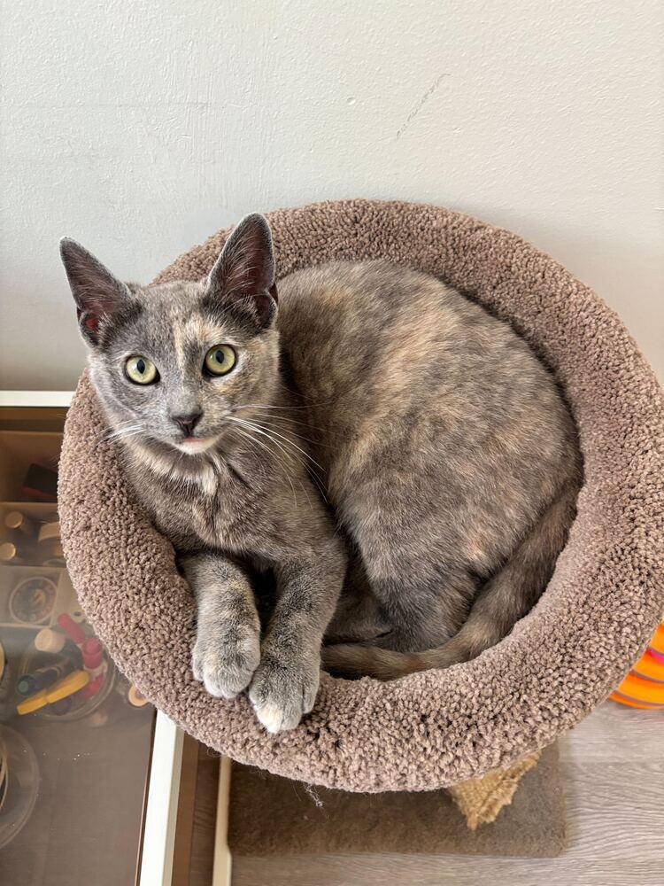 Enlarge Emory, a Adoptable mixed breed in New York, NY image 5/6