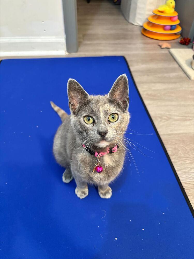 Enlarge Emory, a Adoptable mixed breed in New York, NY image 6/6