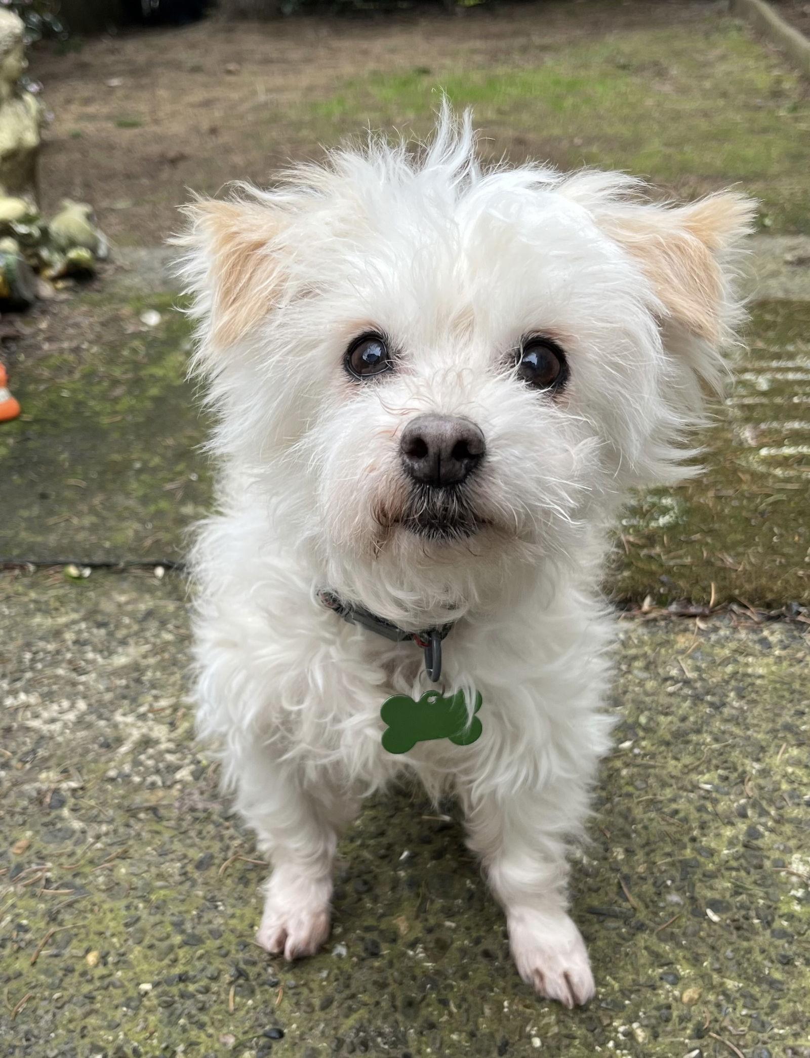 Philippe (bonded with Pierre), Adoptable, Senior Male Maltese & Poodle.
