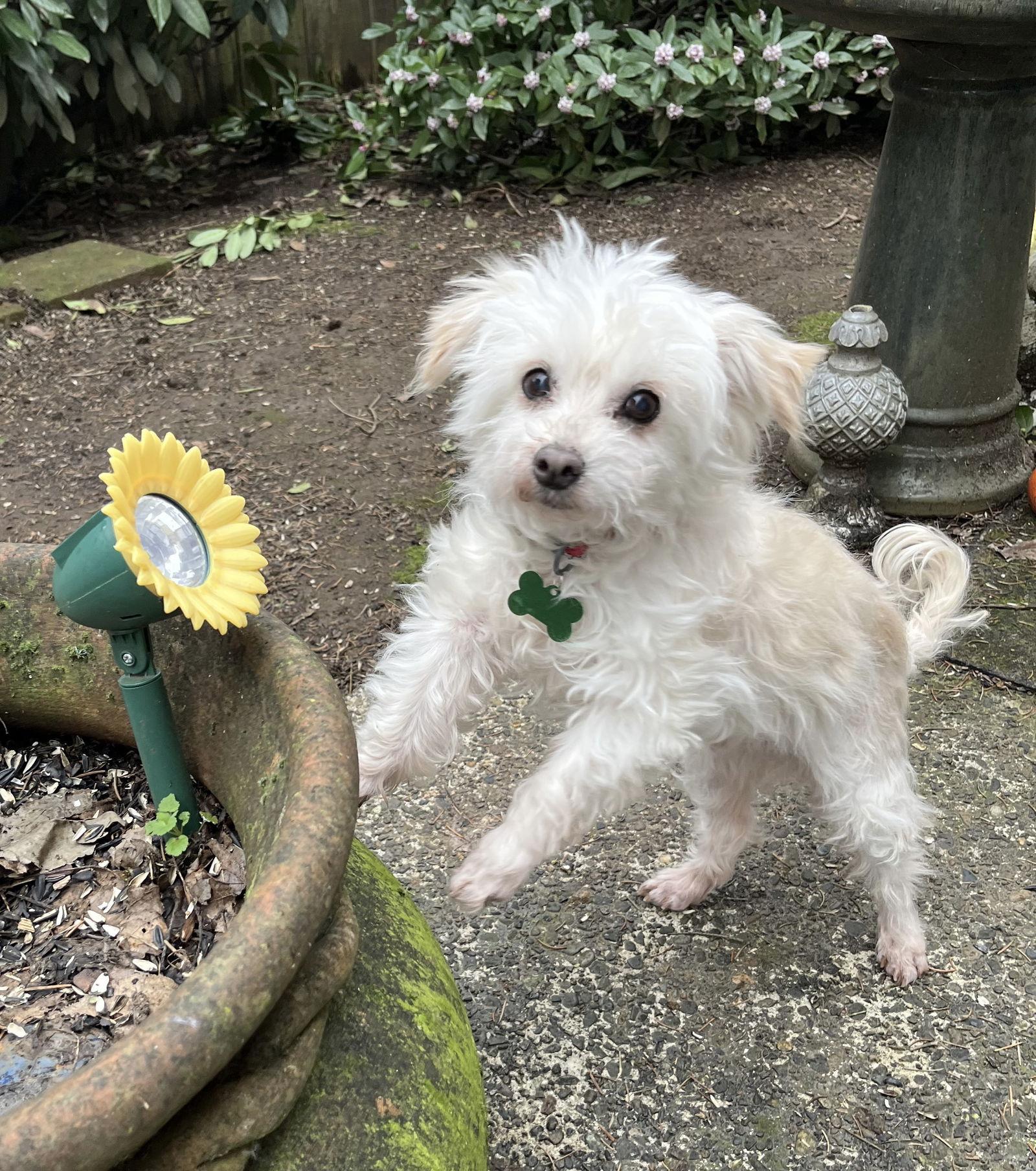 Enlarge Philippe (bonded with Pierre), a Adoptable mixed breed in Portland, OR image 3/3