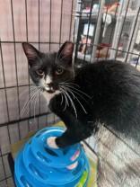 Boots, Adoptable, Adult Male Domestic Short Hair.