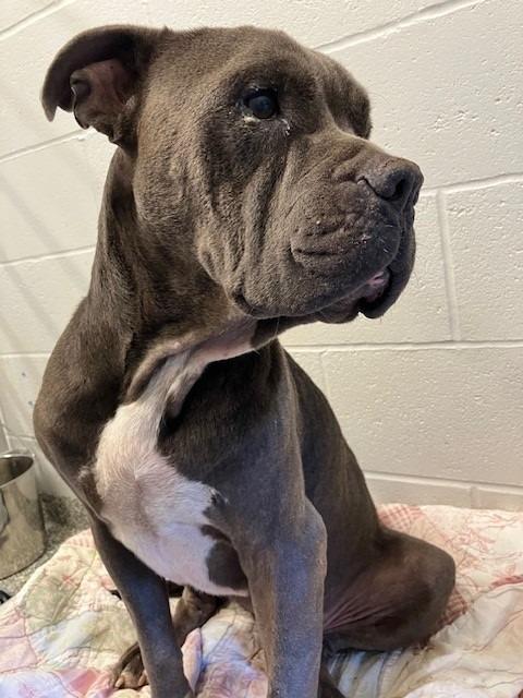 Enlarge Putty, a Adoptable American Staffordshire Terrier in Mustang, OK image 1/1