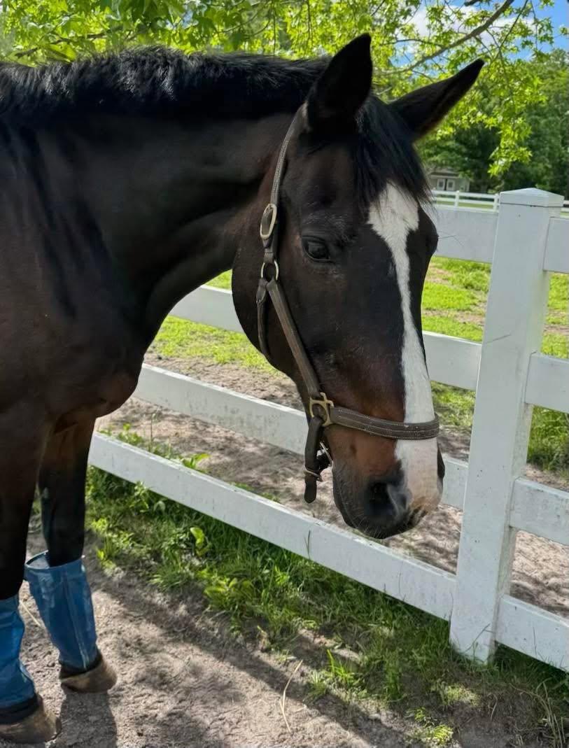 Portfolio, adopted, Adult Male Warmblood.