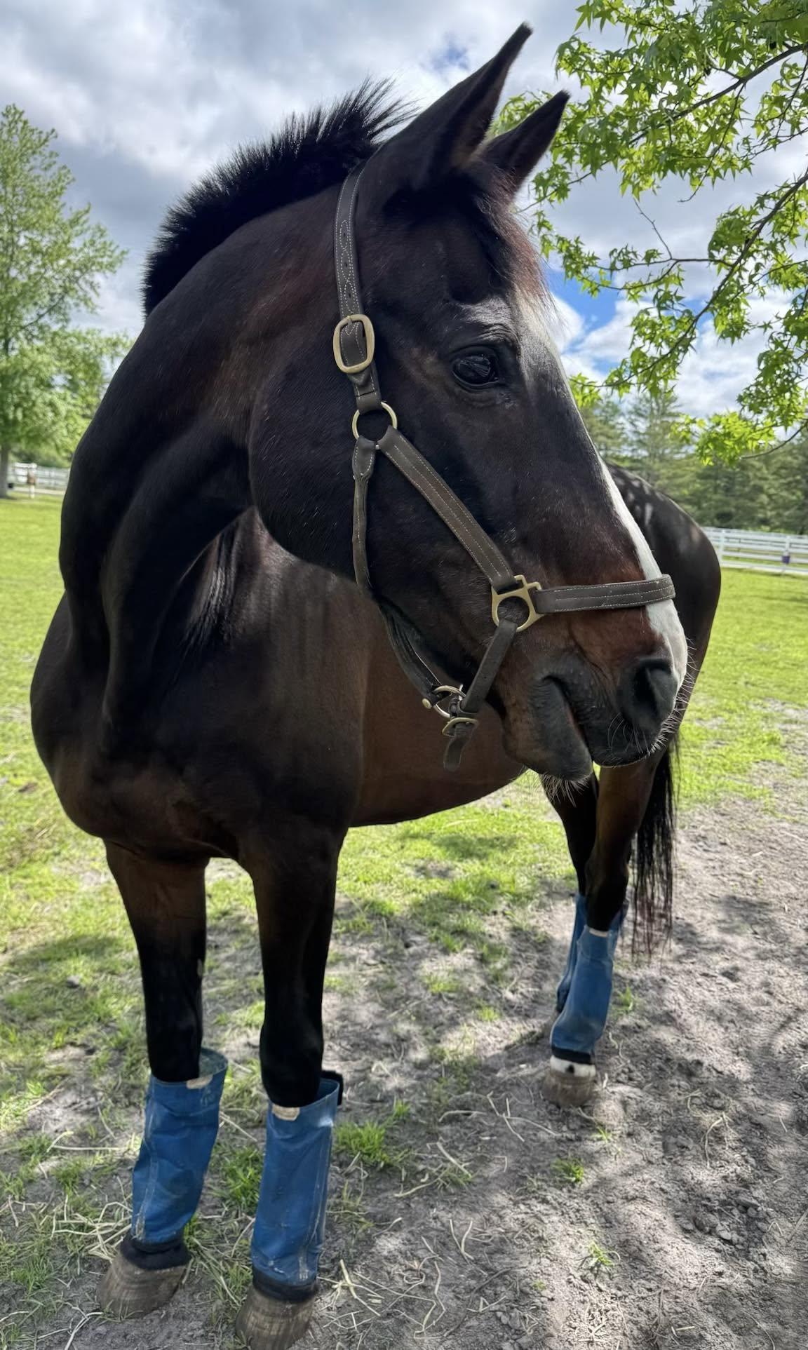 Enlarge Portfolio, an adopted Warmblood in Wall, NJ image 3/4