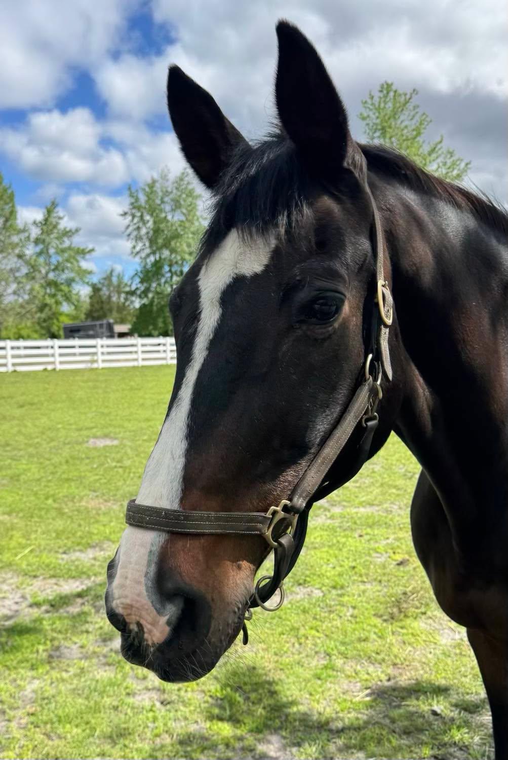 Enlarge Portfolio, an adopted Warmblood in Wall, NJ image 4/4