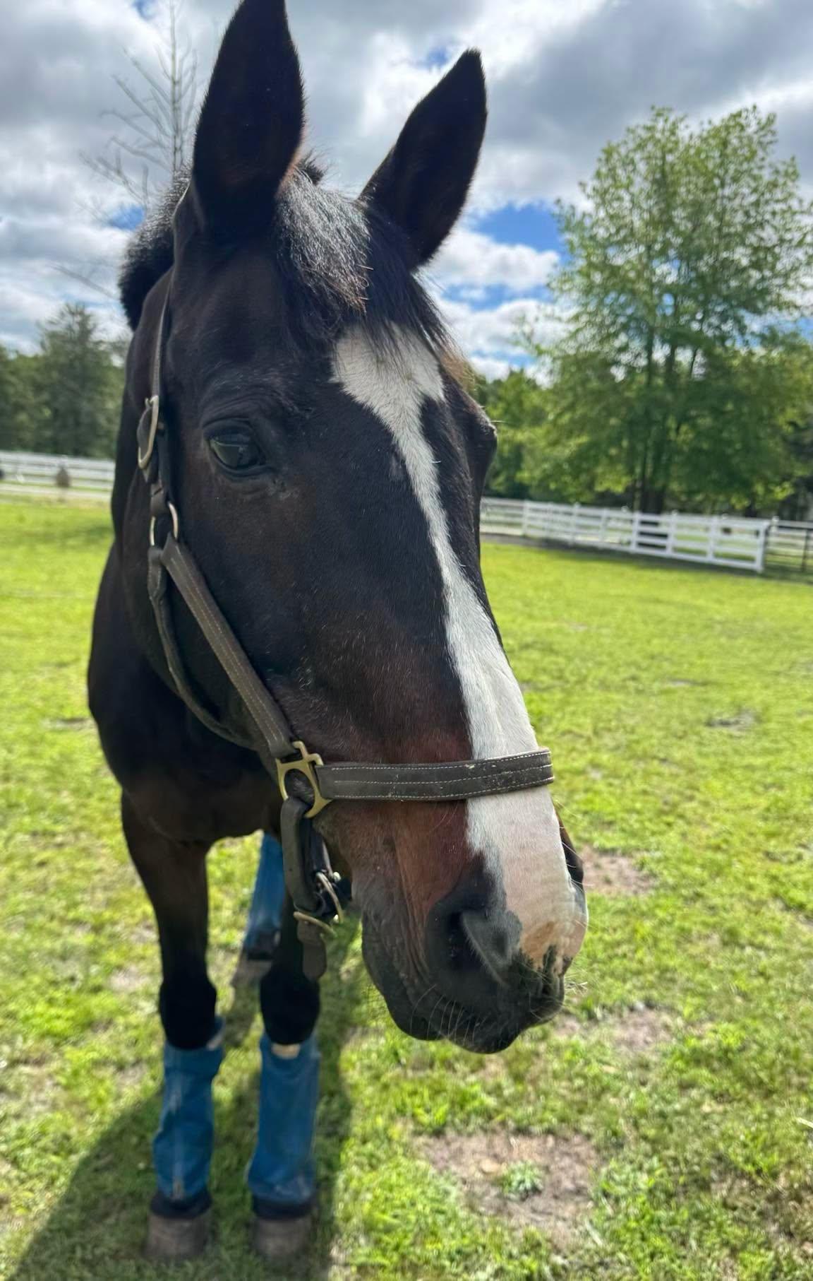 Enlarge Portfolio, an adopted Warmblood in Wall, NJ image 2/4