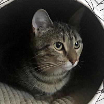 Jodie & Billie, a Adoptable Domestic Short Hair in Mississauga, ON image 1/5