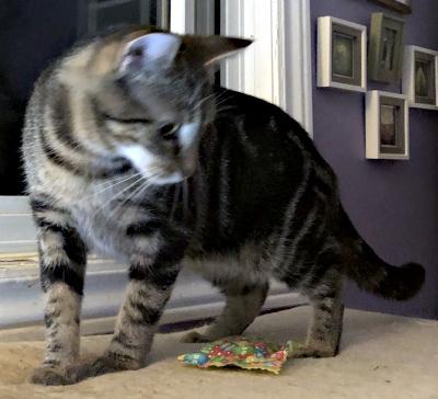 Jodie & Billie, a Adoptable Domestic Short Hair in Mississauga, ON image 2/5