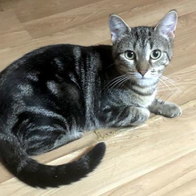 Jodie & Billie, a Adoptable Domestic Short Hair in Mississauga, ON image 3/5