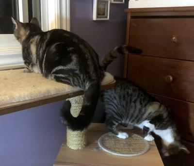 Jodie & Billie, a Adoptable Domestic Short Hair in Mississauga, ON image 4/5