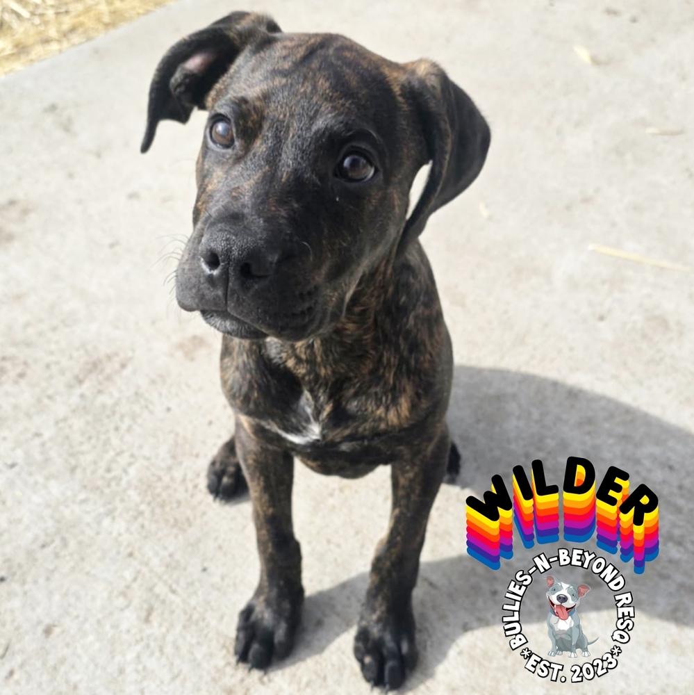 Cottagecore Litter: Wilder, Adoptable, Puppy Male Boxer & German Wirehaired Pointer.