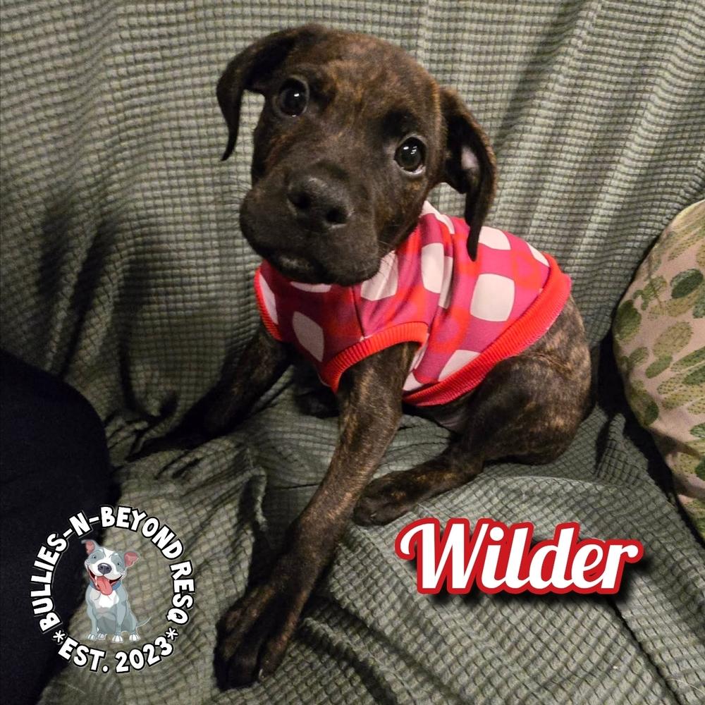 Cottagecore Litter: Wilder, Adoptable, Puppy Male Labrador Retriever.