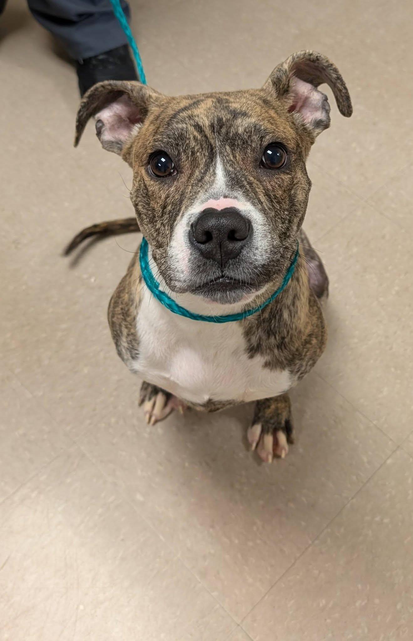 Enlarge Munchkin, a ADOPTABLE Pit Bull Terrier in Clayton, NJ image 1/3