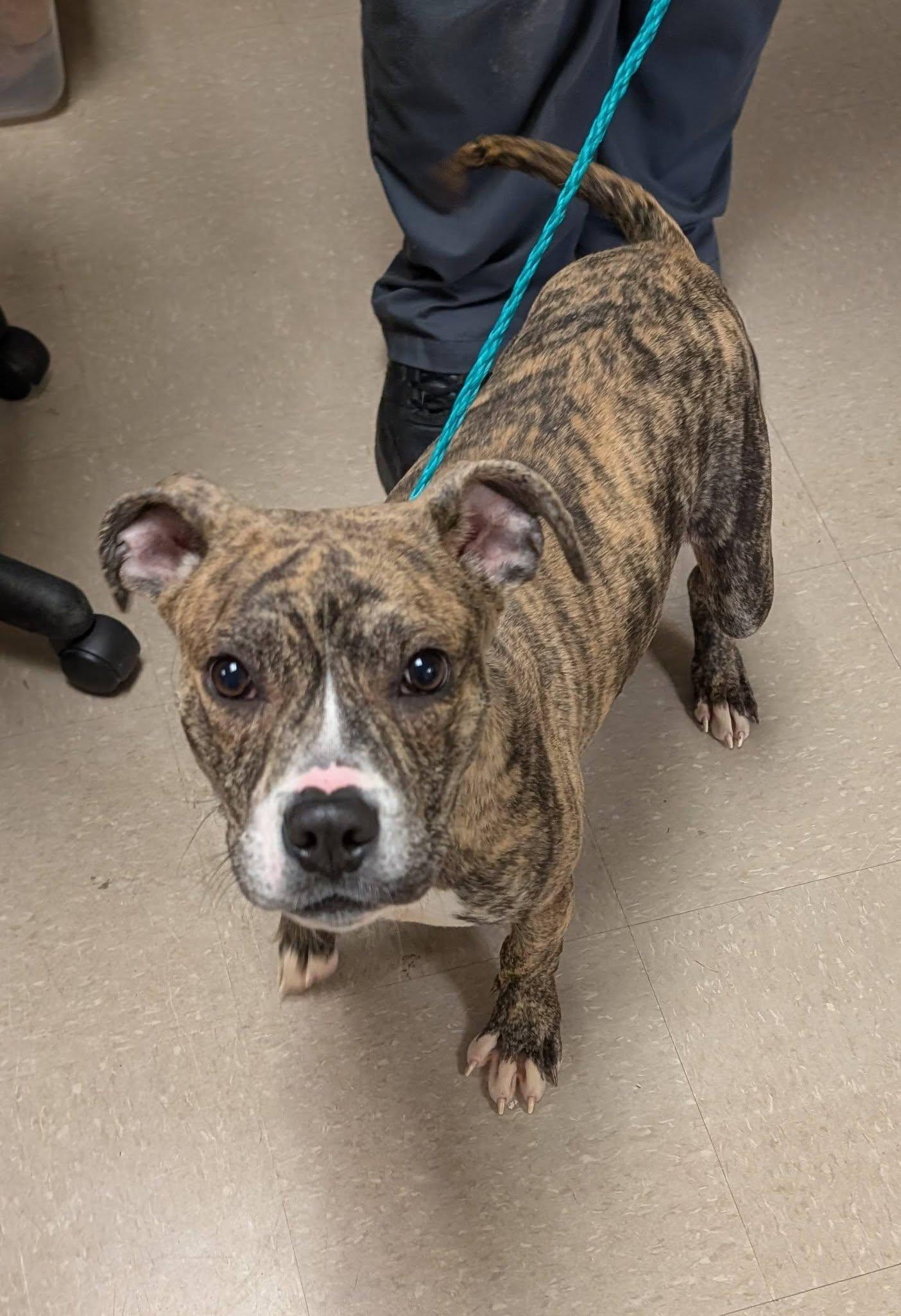 Enlarge Munchkin, a ADOPTABLE Pit Bull Terrier in Clayton, NJ image 2/3