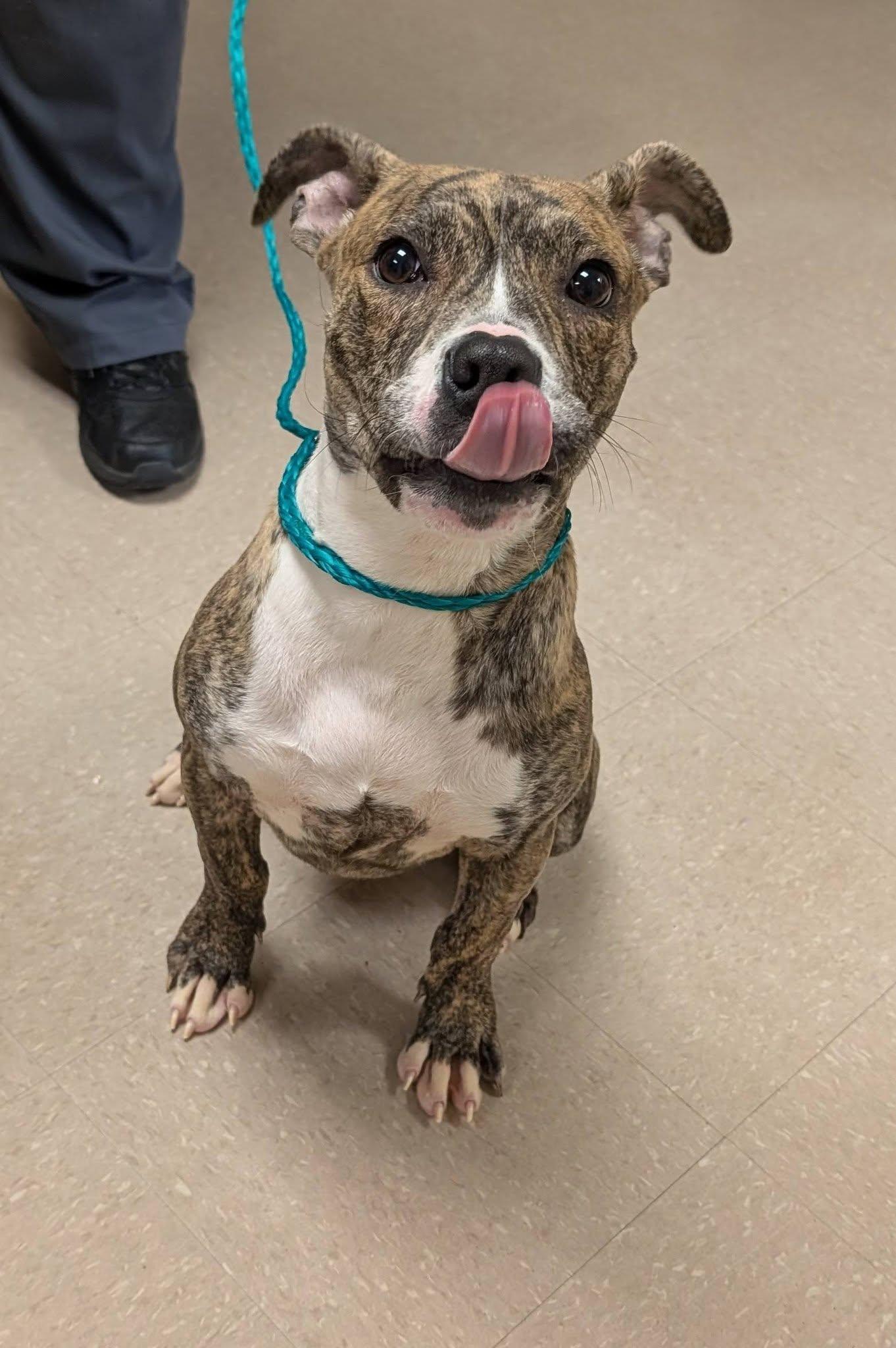 Enlarge Munchkin, a ADOPTABLE Pit Bull Terrier in Clayton, NJ image 3/3