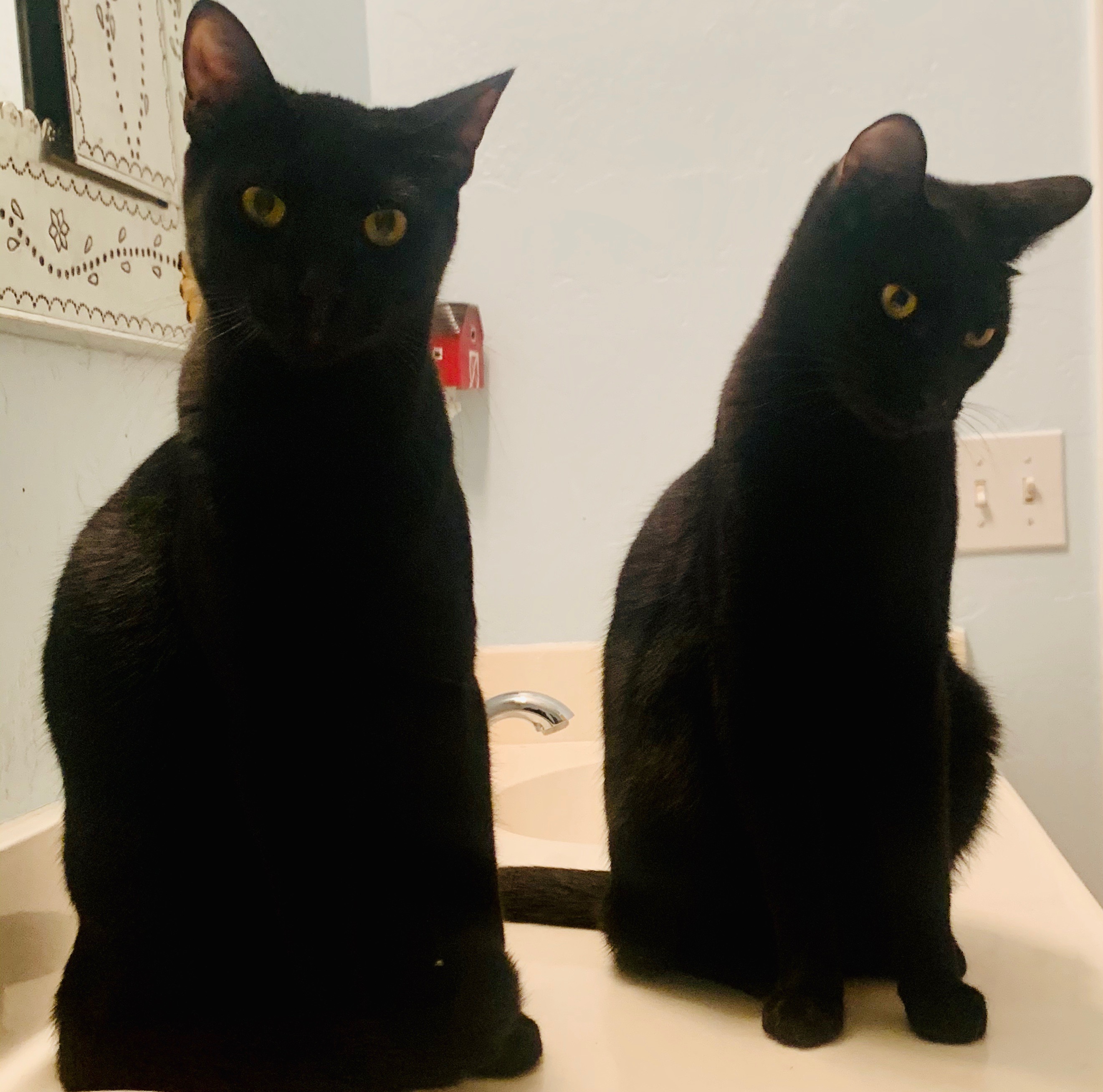 Enlarge Bruce and Robin (Text or call 586-764-9170), a Adoptable Domestic Short Hair in Sedona, AZ image 1/1
