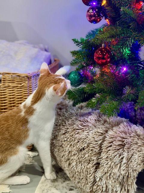 Remington C Ingram, Adoptable, Kitten Male Tabby & Domestic Short Hair.