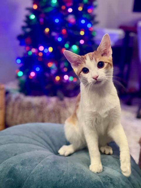 Remington C Ingram, a Adoptable mixed breed in Saunderstown, RI image 2/3