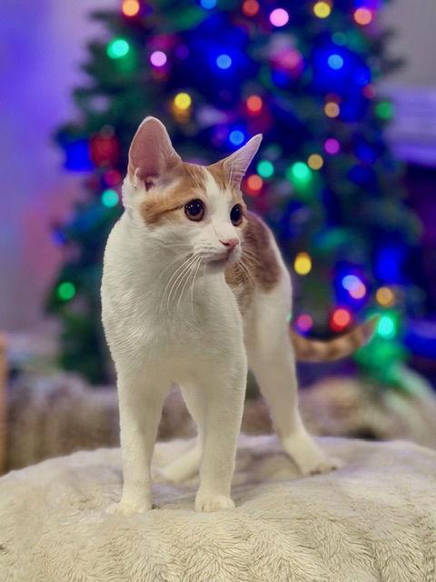 Remington C Ingram, a Adoptable mixed breed in Saunderstown, RI image 3/3