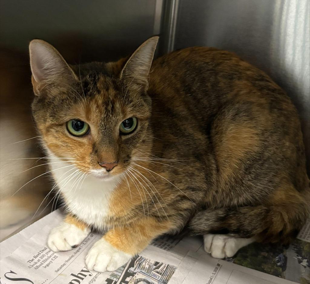MORTICIA, Adoptable, Young Female Domestic Short Hair.