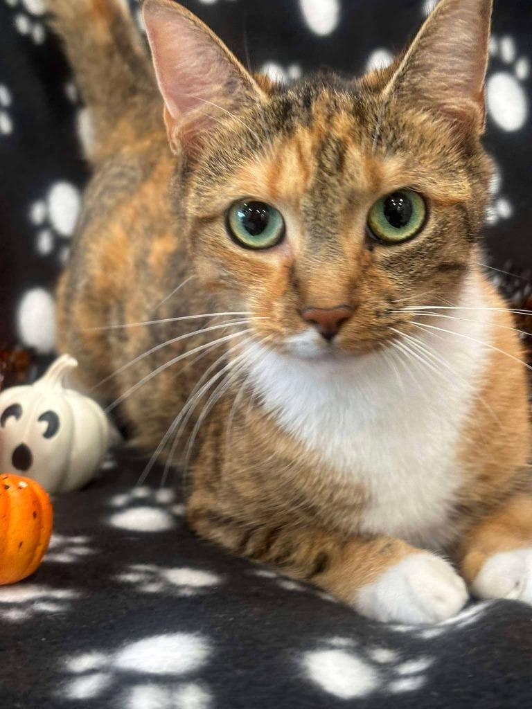 Enlarge MORTICIA, a Adoptable mixed breed in Warrenton, NC image 2/2