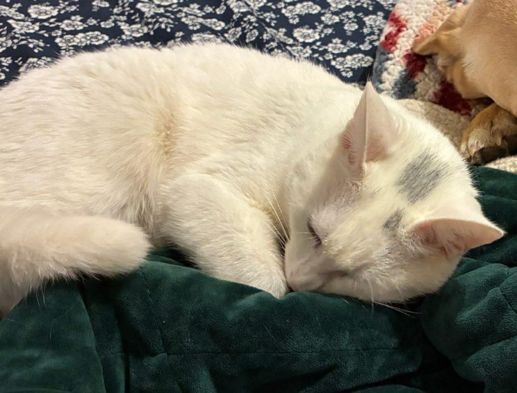 May May, ADOPTABLE, Young Female Domestic Short Hair.