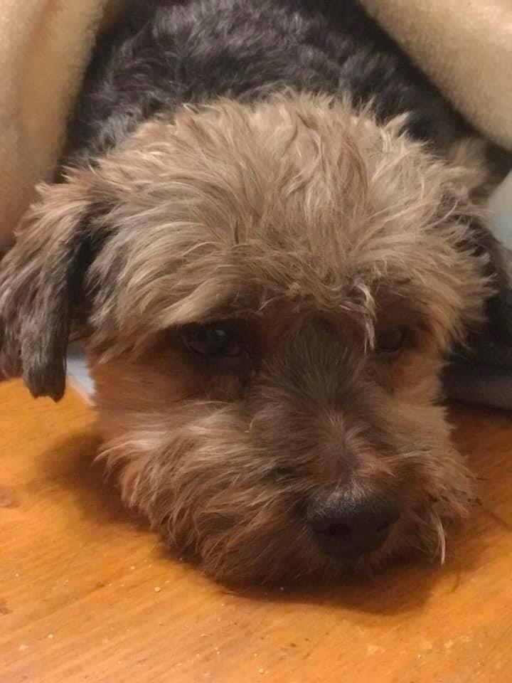 Oliver, a Adoptable mixed breed in Lincolnwood, IL image 2/4