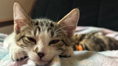 Daisy, a Adoptable Domestic Short Hair in Hillsboro, OR image 5/6