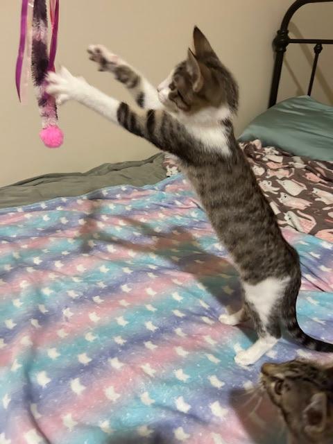 Daisy, a Adoptable Domestic Short Hair in Hillsboro, OR image 2/6