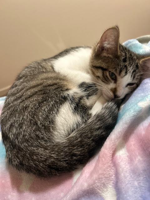 Daisy, a Adoptable Domestic Short Hair in Hillsboro, OR image 6/6