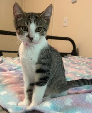 Daisy, Adoptable, Kitten Female Domestic Short Hair.