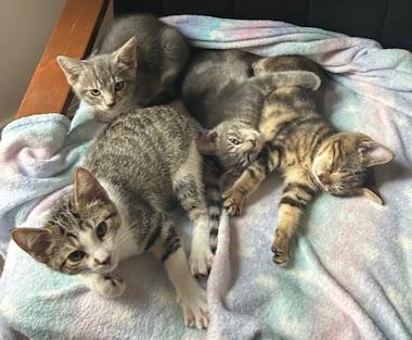 Daisy, a Adoptable Domestic Short Hair in Hillsboro, OR image 3/6