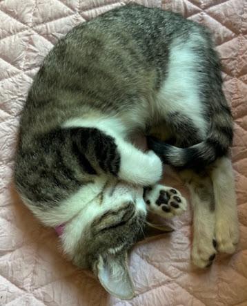 Daisy, a Adoptable Domestic Short Hair in Hillsboro, OR image 4/6