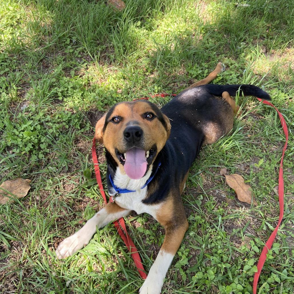 Jury, a Adoptable mixed breed in Palestine, TX image 2/5