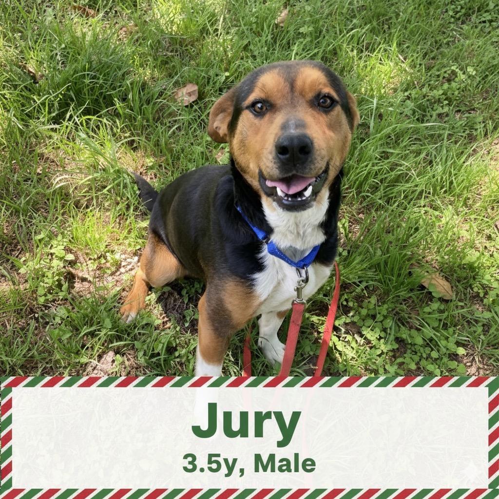 Jury, a Adoptable mixed breed in Palestine, TX image 3/5