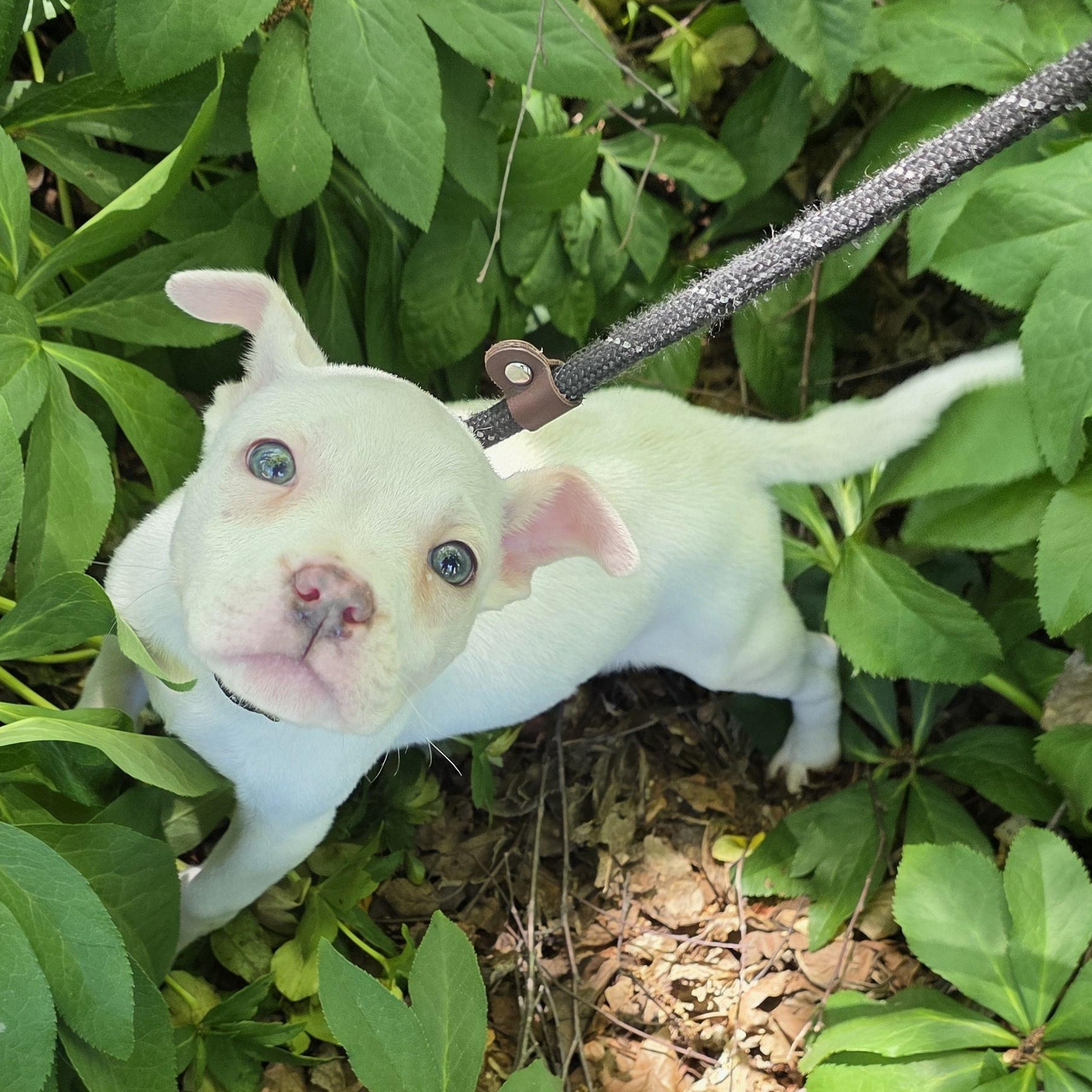 Enlarge Hazelnut, an adopted Mixed Breed in Greensboro, NC image 1/2