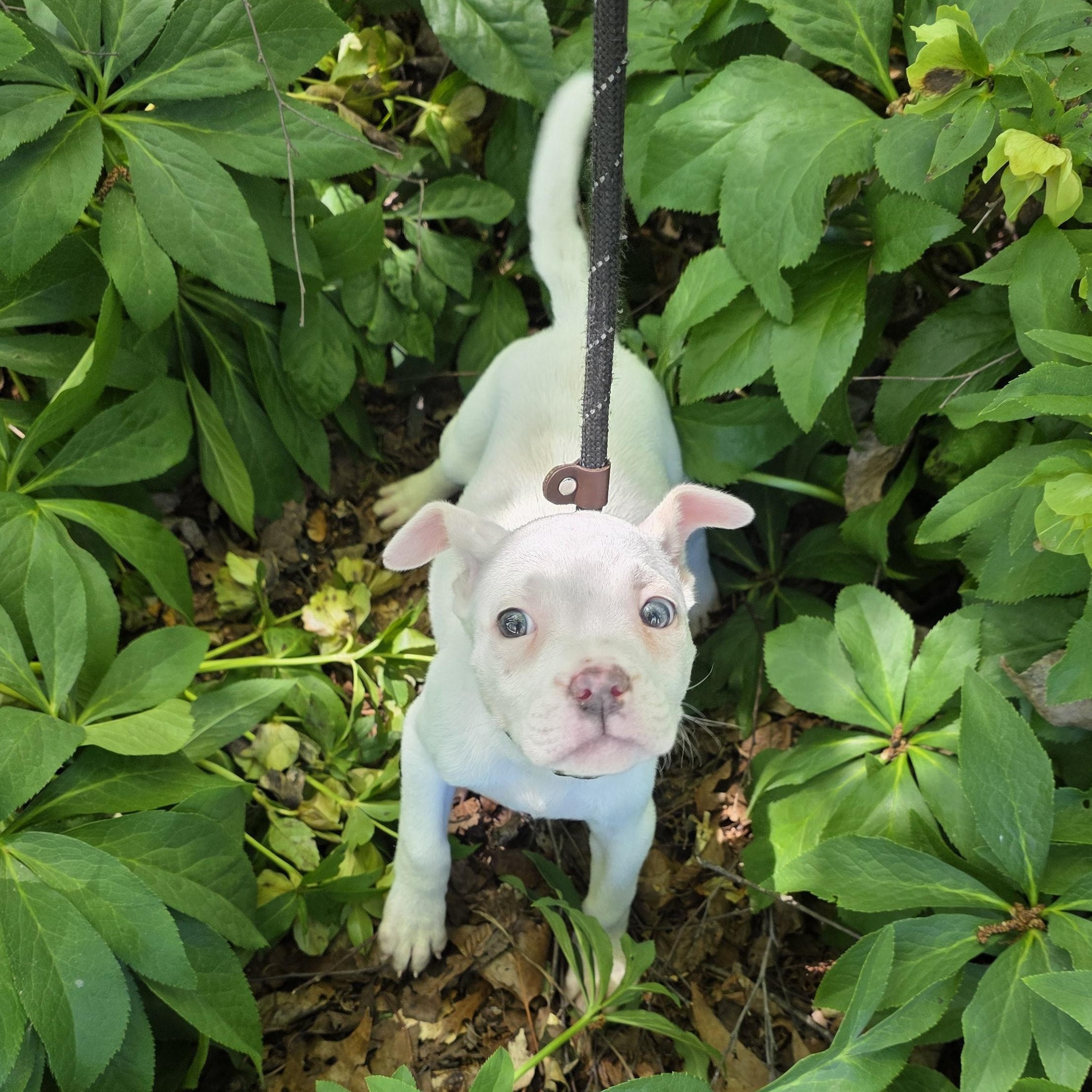 Enlarge Hazelnut, an adopted Mixed Breed in Greensboro, NC image 2/2