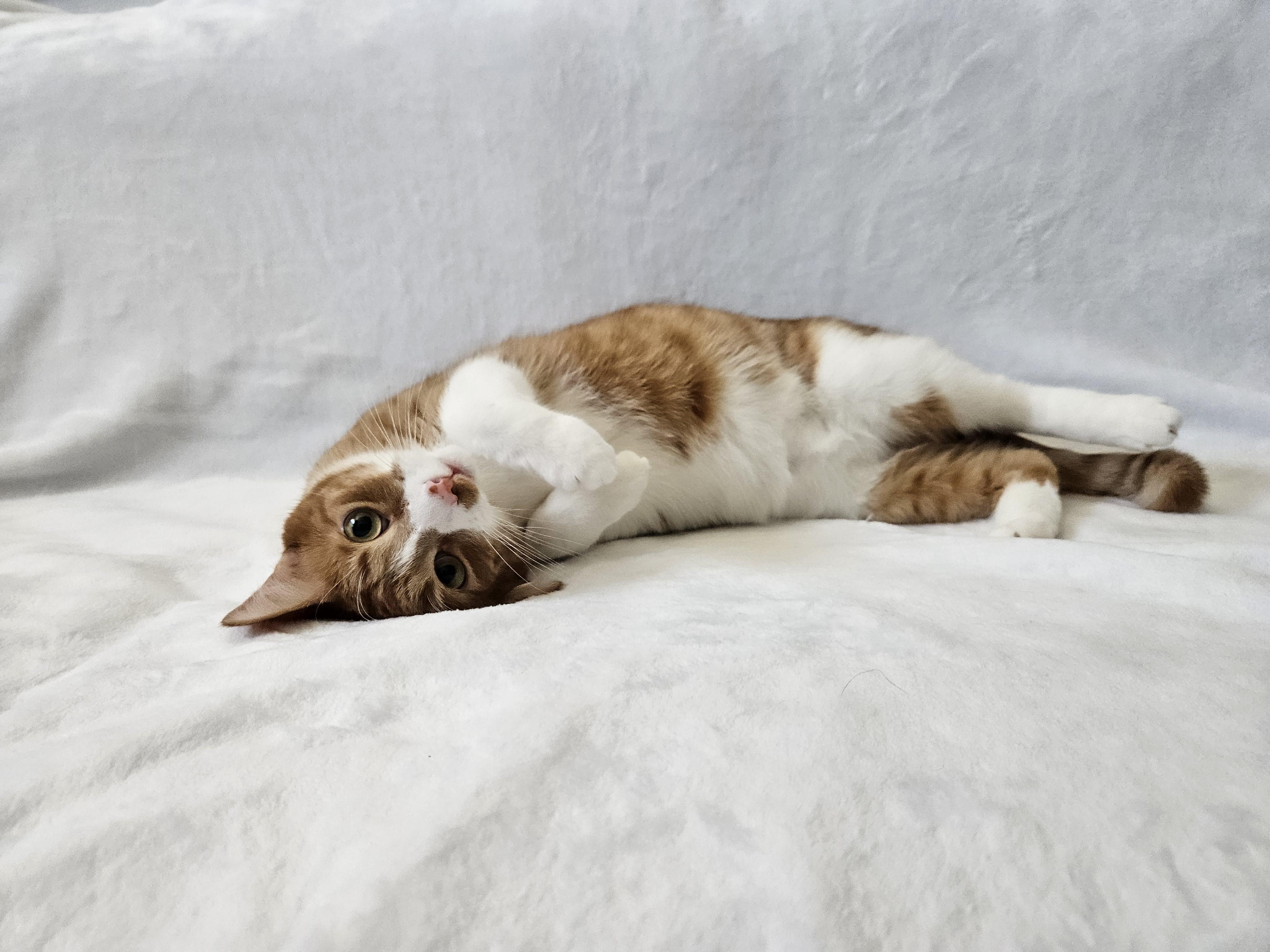 Enlarge Banana (and Apricot), a Adoptable mixed breed in Phoenix, AZ image 2/6