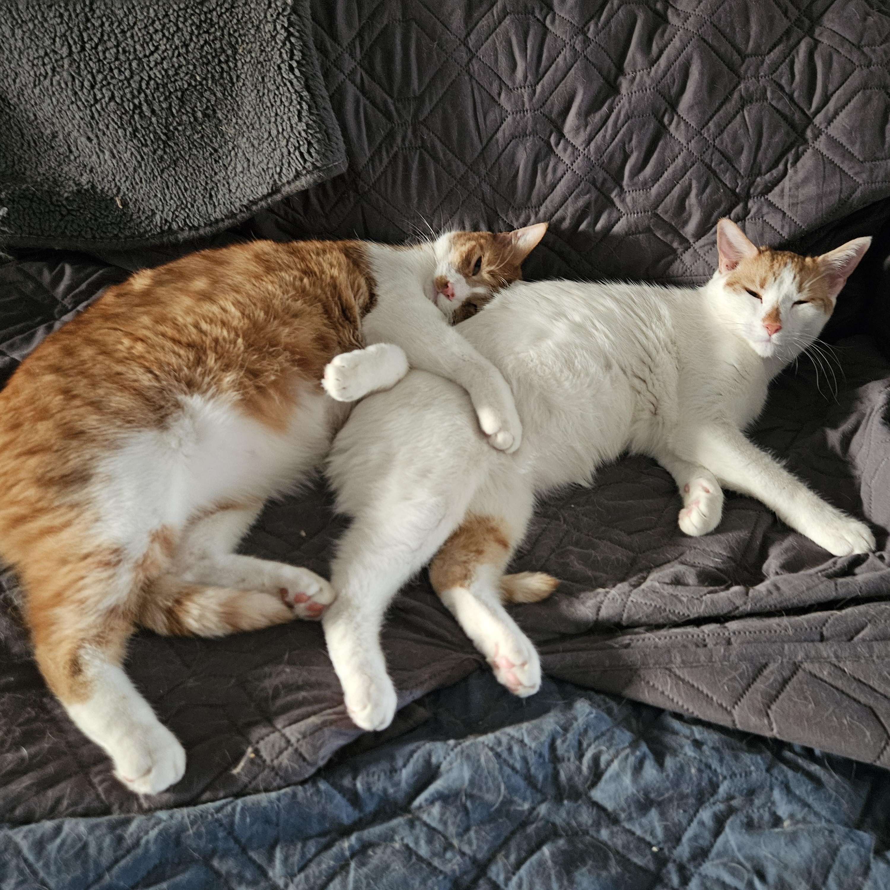 Enlarge Banana (and Apricot), a Adoptable mixed breed in Phoenix, AZ image 4/6