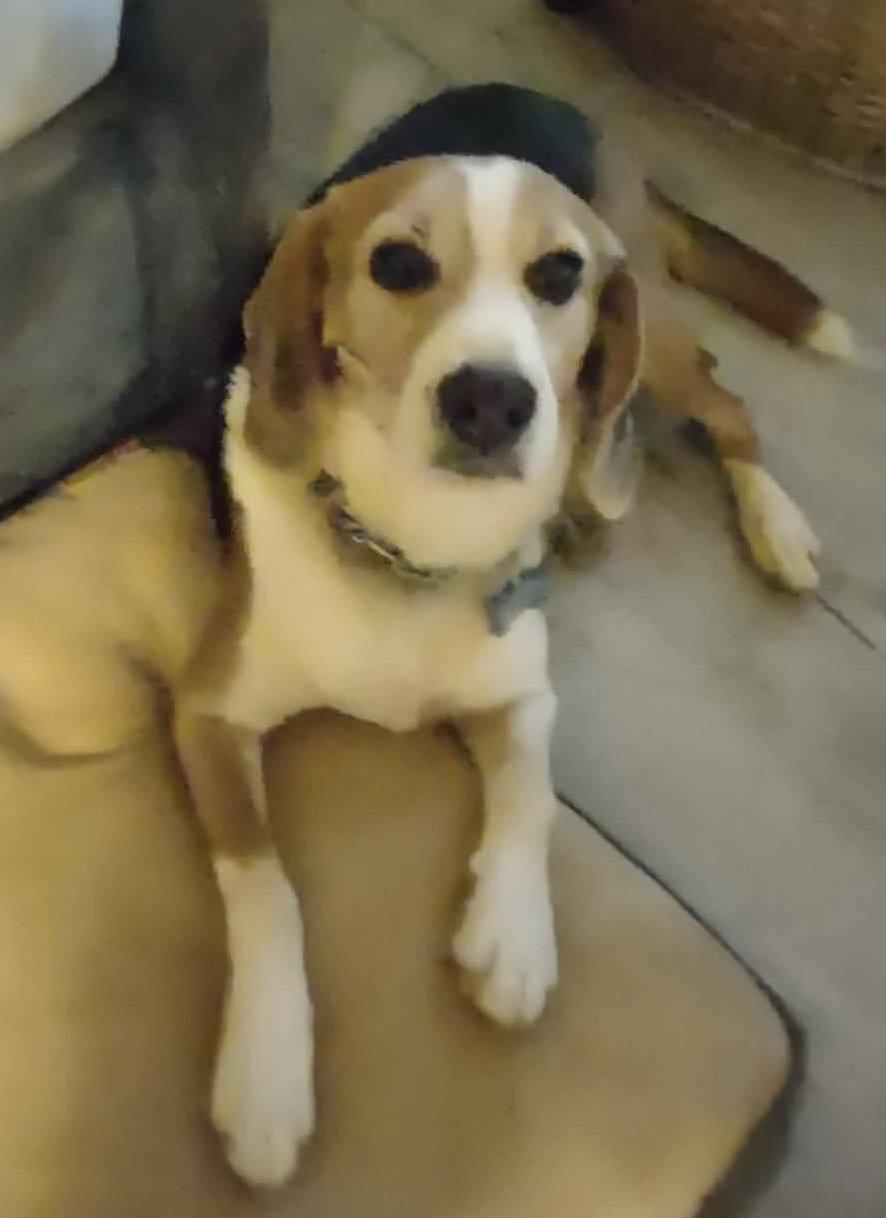 Enlarge Hightower: Not At shelter (Wendy), a Adoptable Beagle in Rustburg, VA image 1/3