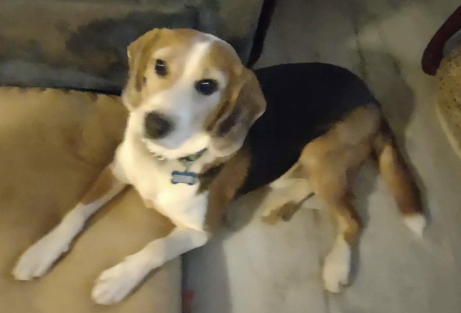 Enlarge Hightower: Not At shelter (Wendy), a Adoptable Beagle in Rustburg, VA image 2/3