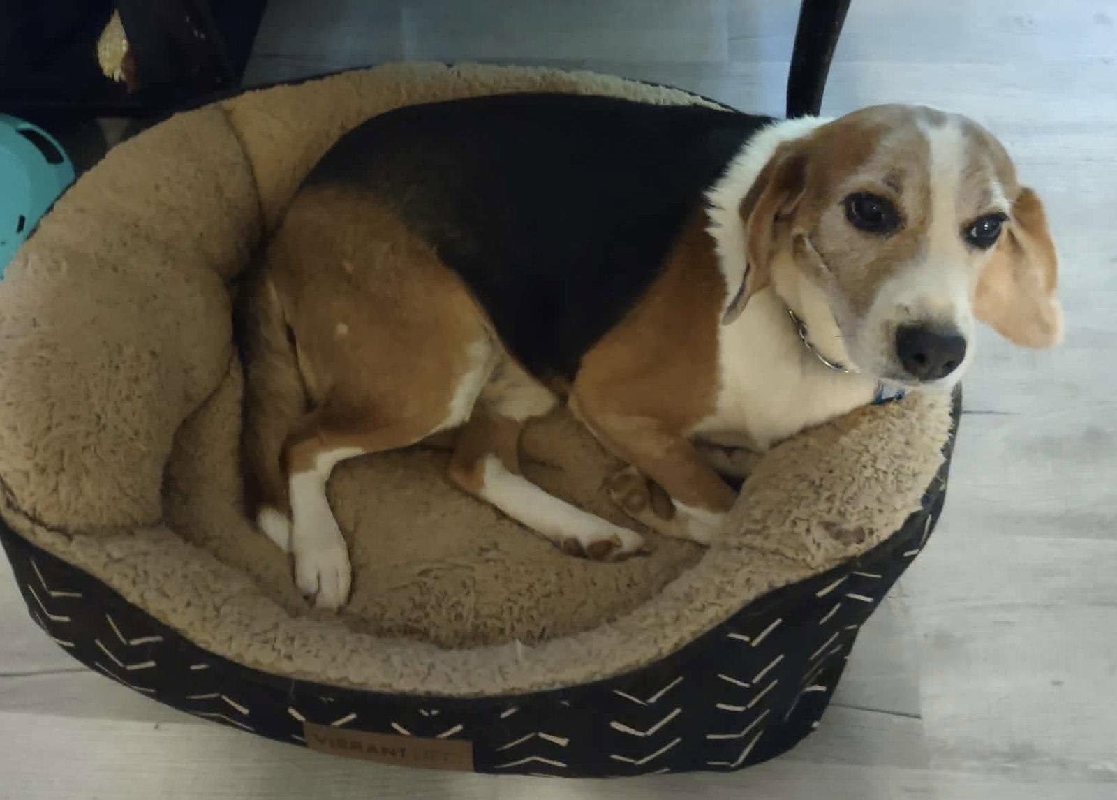 Enlarge Hightower: Not At shelter (Wendy), a Adoptable Beagle in Rustburg, VA image 3/3