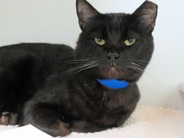 SOOT, Adoptable, Young Male Domestic Short Hair.