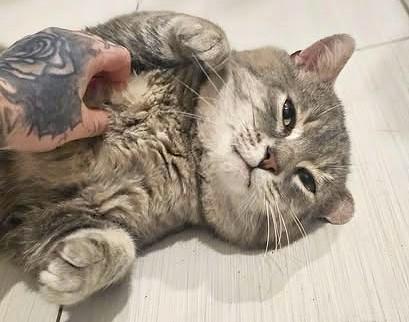 Atlas, ADOPTABLE, Young Male Domestic Short Hair & Tabby.
