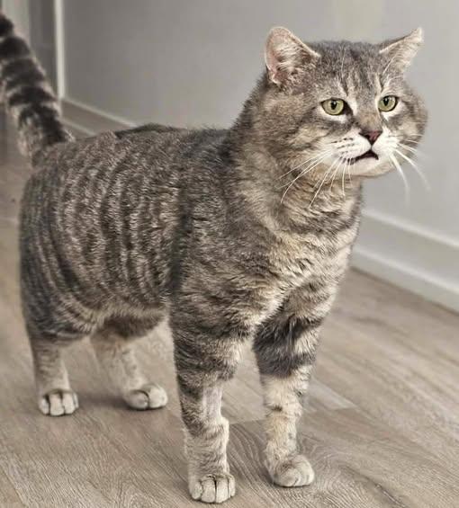 Atlas, a ADOPTABLE mixed breed in Chertsey, QC image 1/4