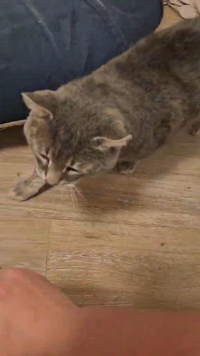 Enlarge Atlas, a ADOPTABLE mixed breed in Chertsey, QC video 3/4