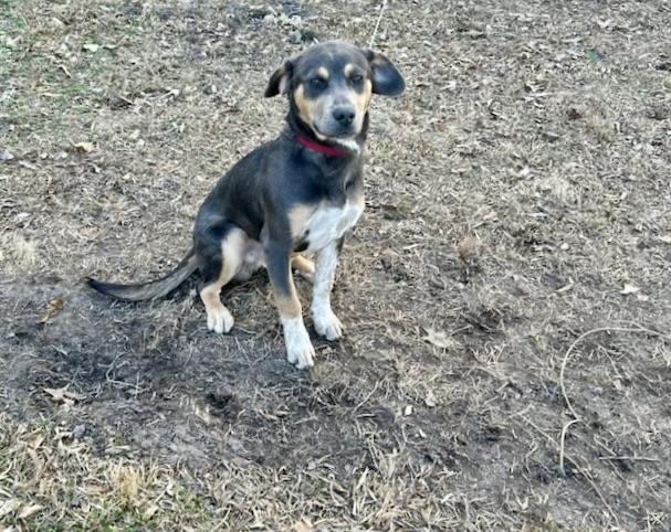 Enlarge Rex (in foster), an adopted mixed breed in Petersburg, VA image 6/6