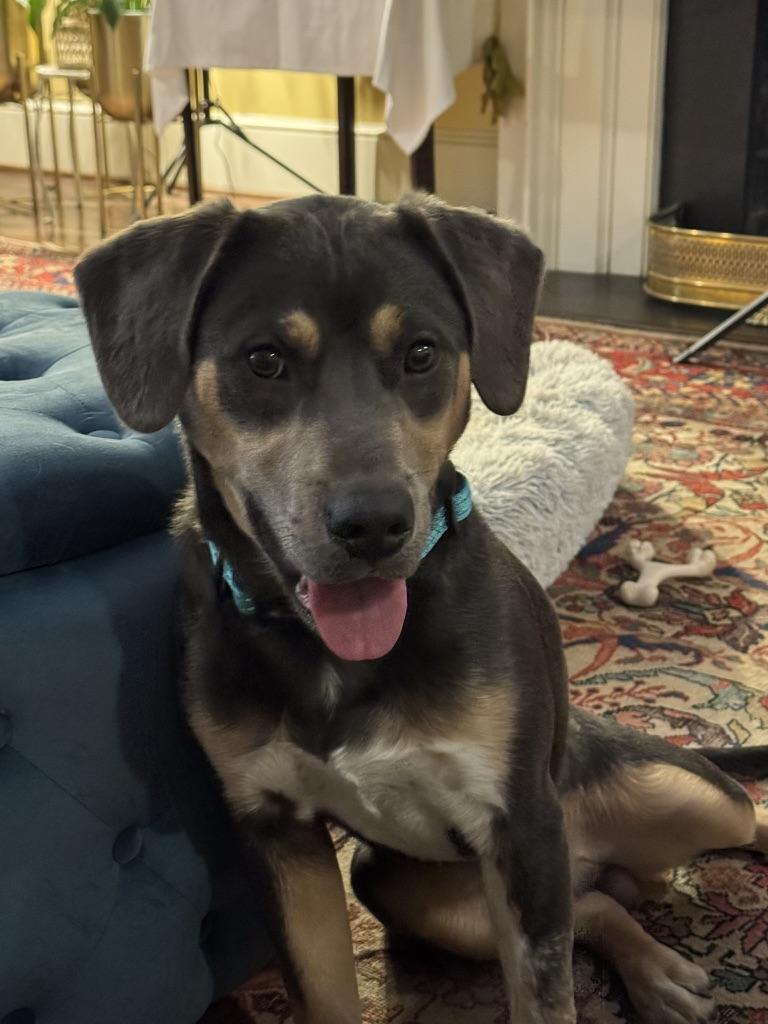 Rex (in foster), adopted, Puppy Male Hound & Pit Bull Terrier.